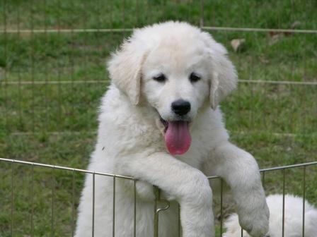 kuvasz puppies puppies kuvasz puppies puppies