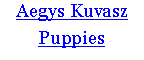 Text Box: Aegys KuvaszPuppies